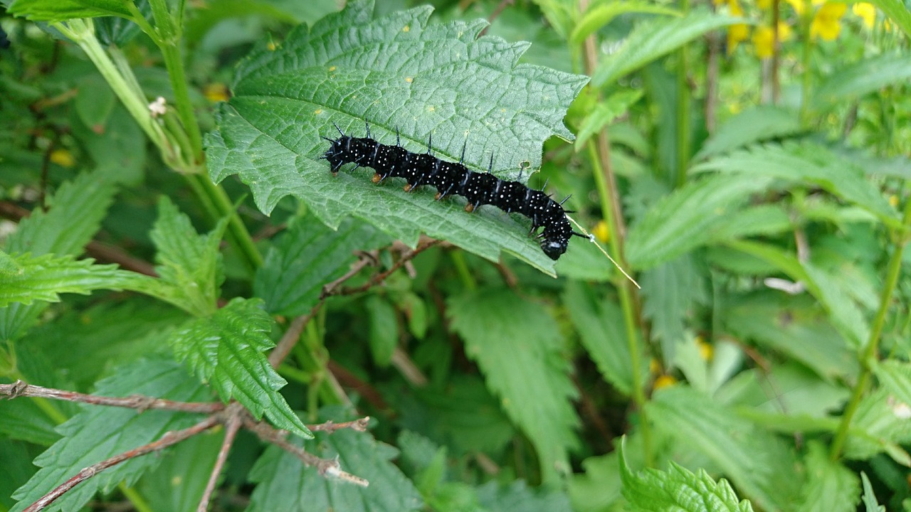 caterpillar hives aglais urticae free photo