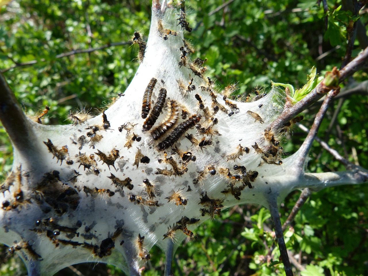 caterpillar insects nest free photo