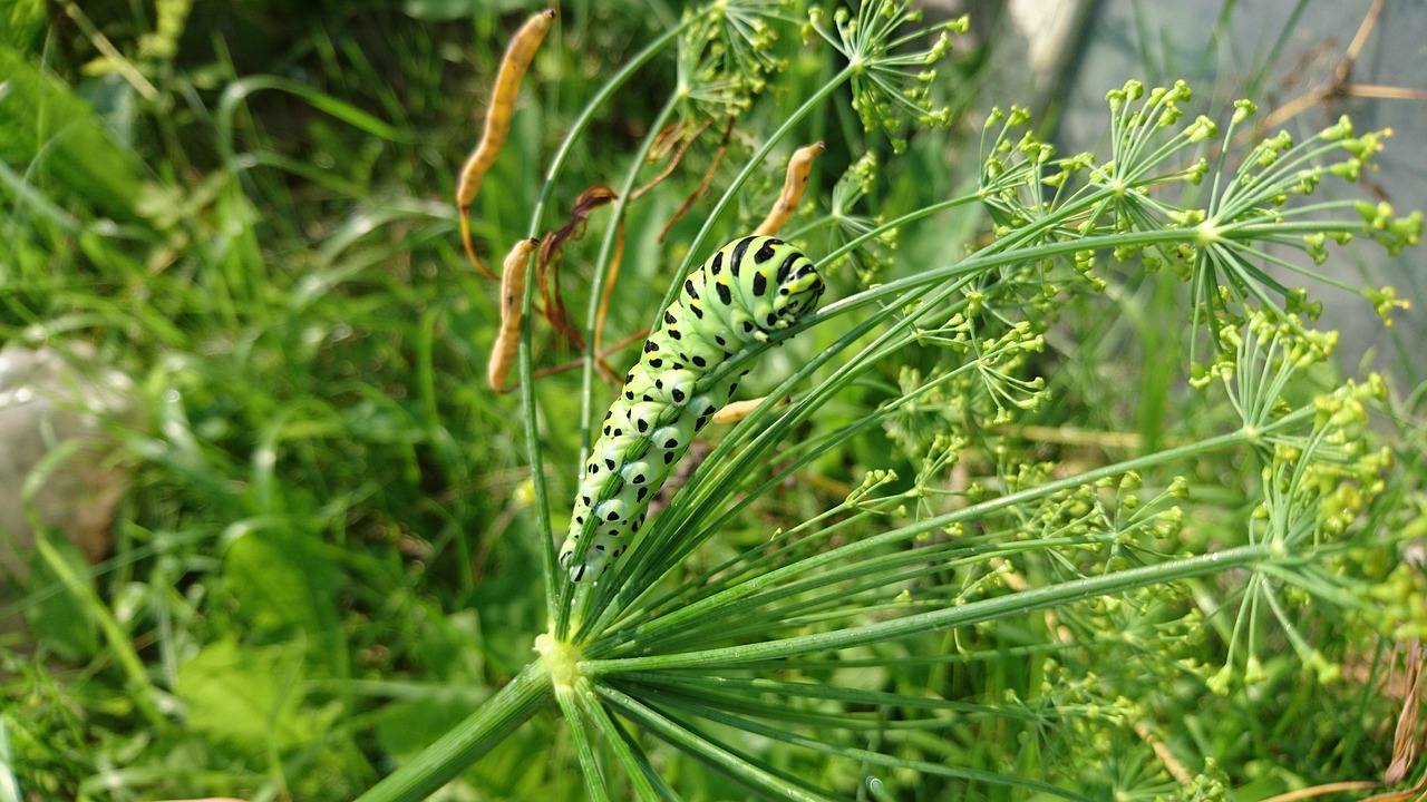 caterpillar  swallowtail  nature free photo