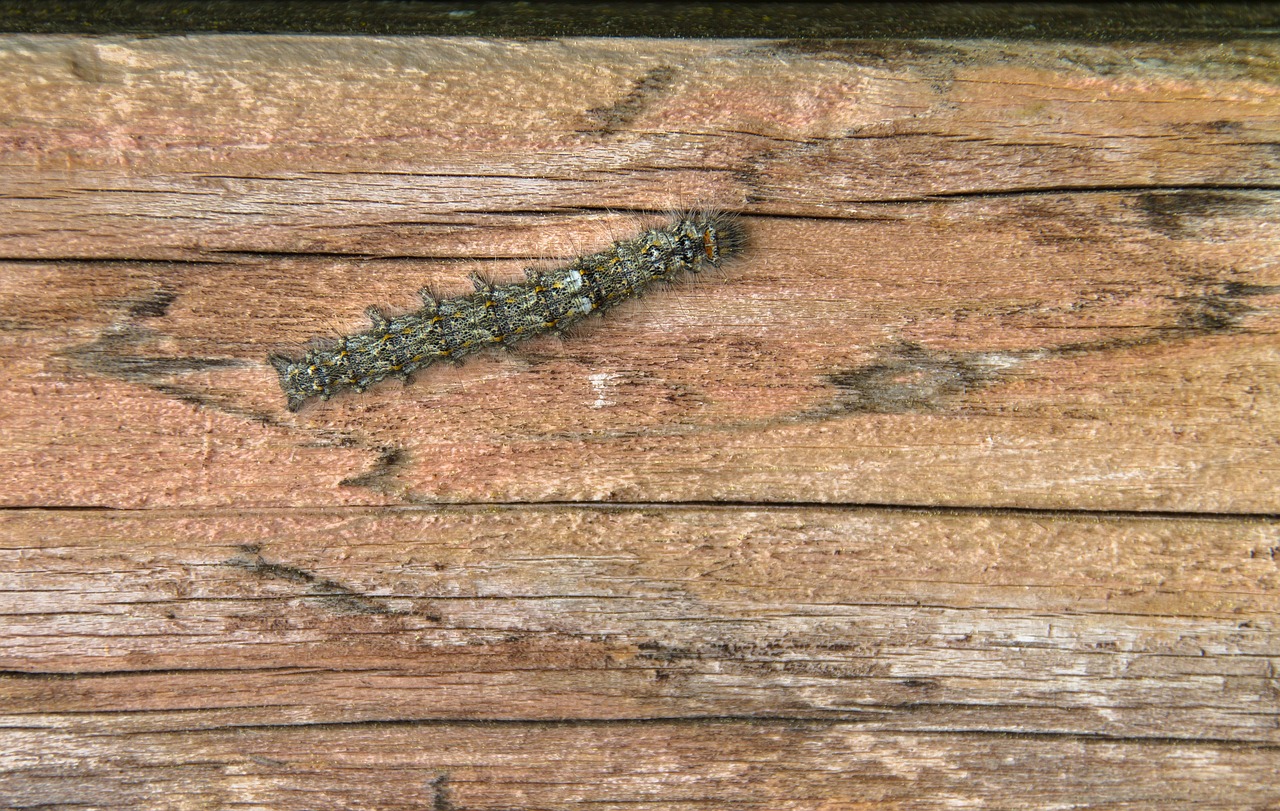 caterpillar  camouflage  insect free photo