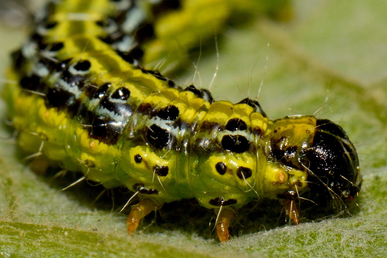 caterpillar bug animal free photo