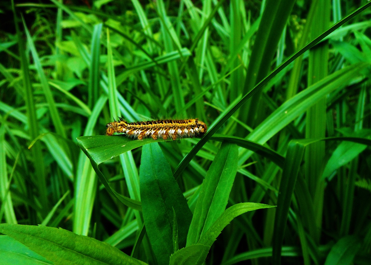 caterpillar at grass free photo