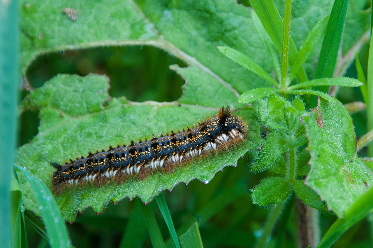 caterpillar hairy eat free photo