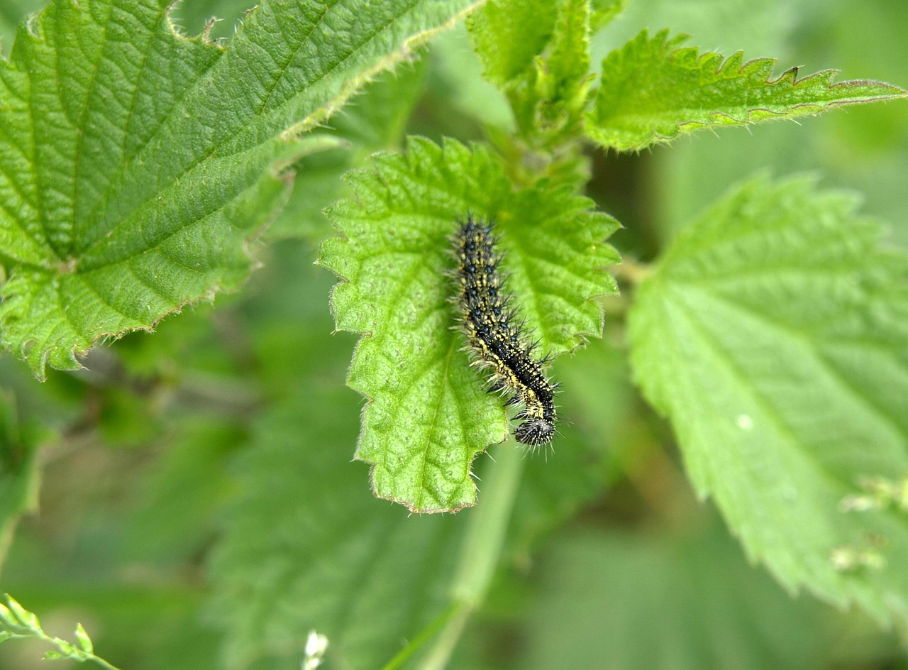 caterpillar stinging nettle close free photo