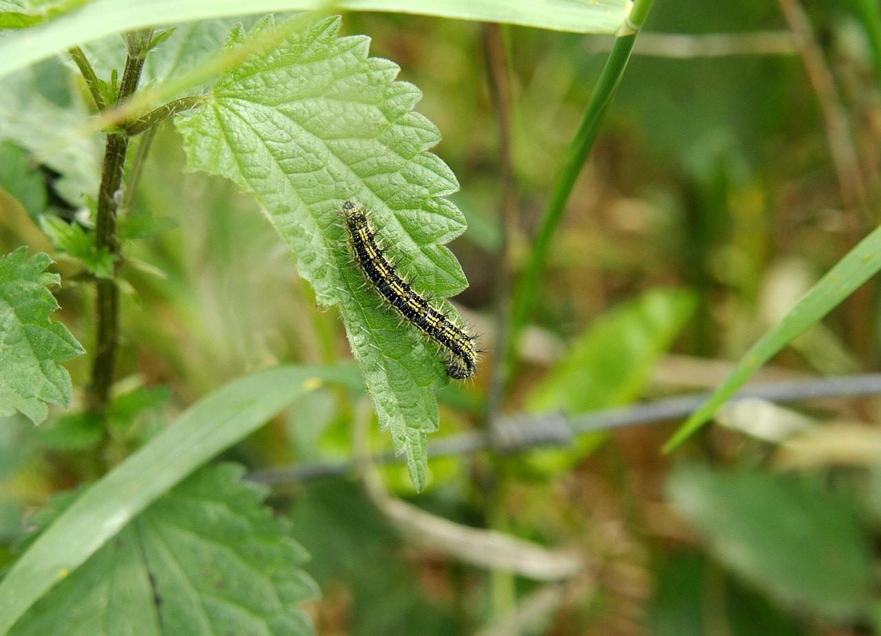 caterpillar stinging nettle hairy free photo