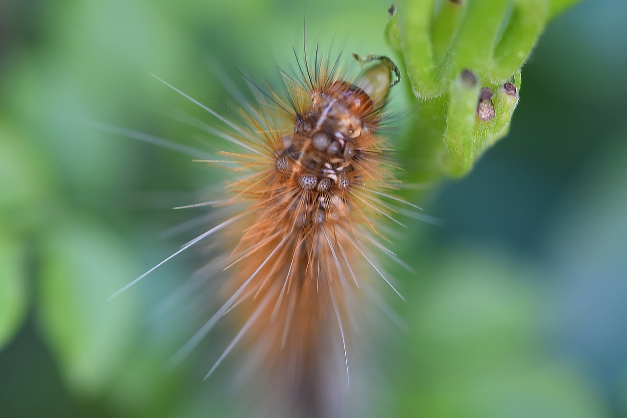 caterpillar  hairy  insect free photo
