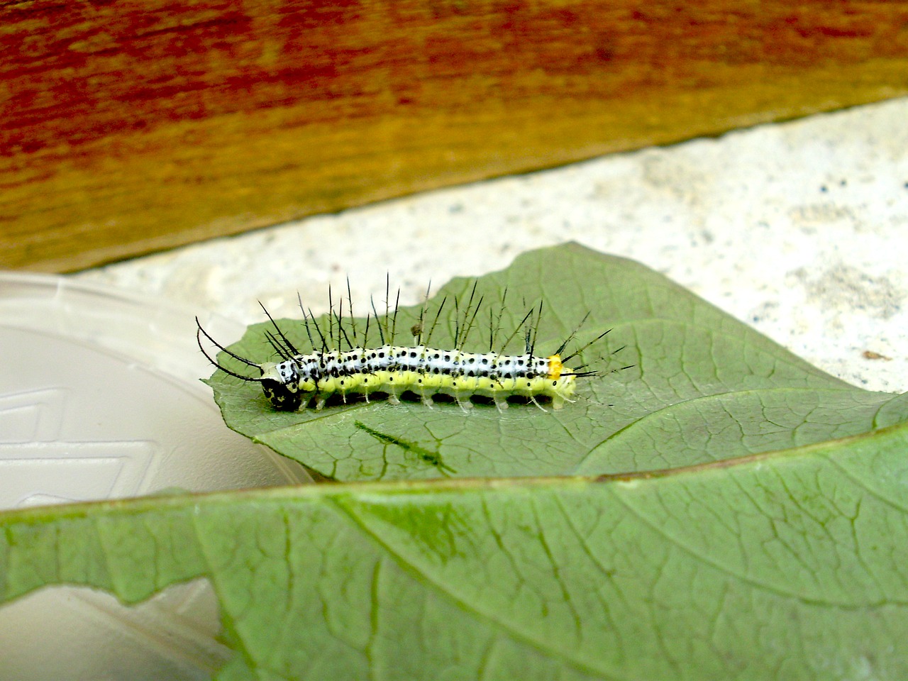 caterpillar  green  yellow free photo