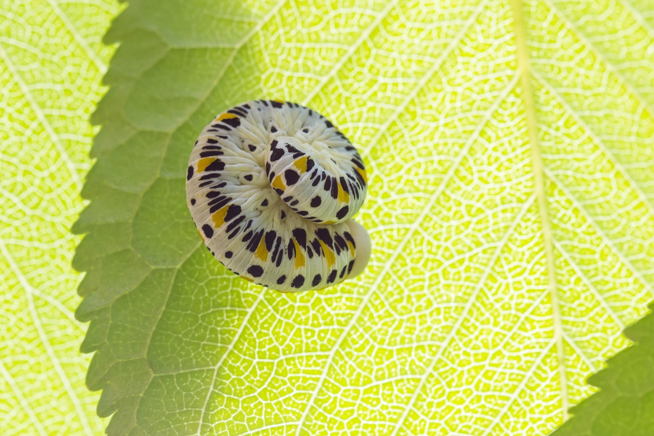 caterpillar  insect  palaeo cimbex quadrimaculatus free photo