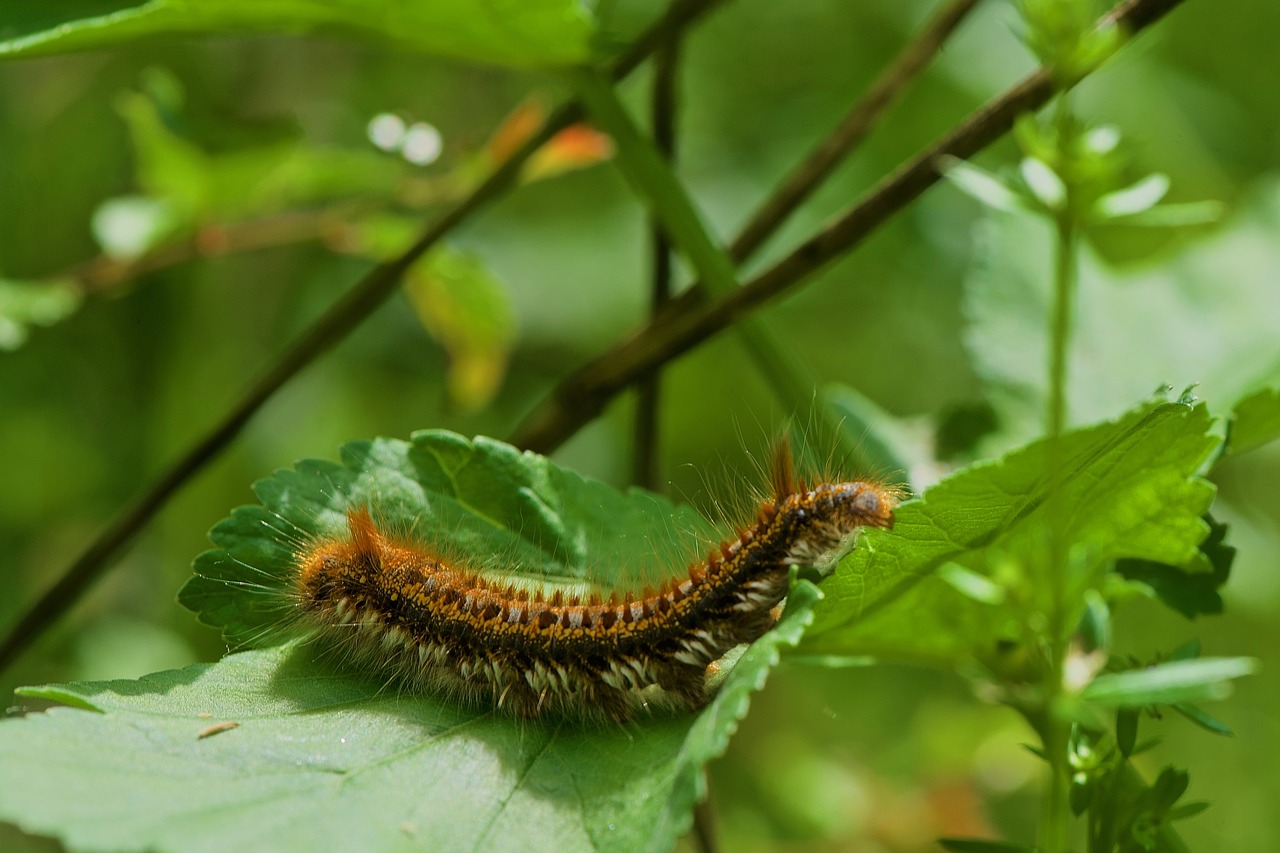 caterpillar  bombyx  nature free photo