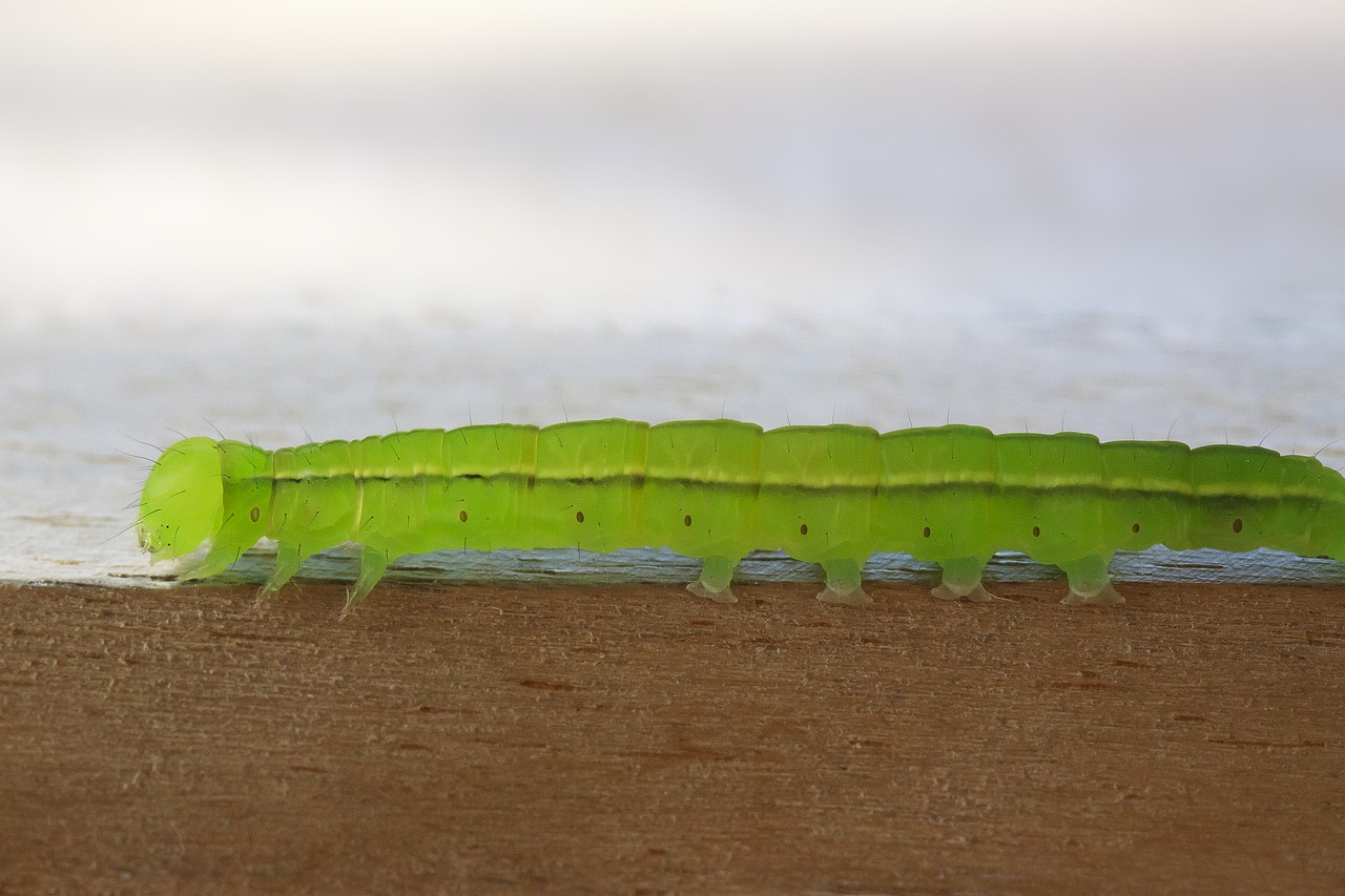 caterpillar  tensioner crawler  hairy free photo