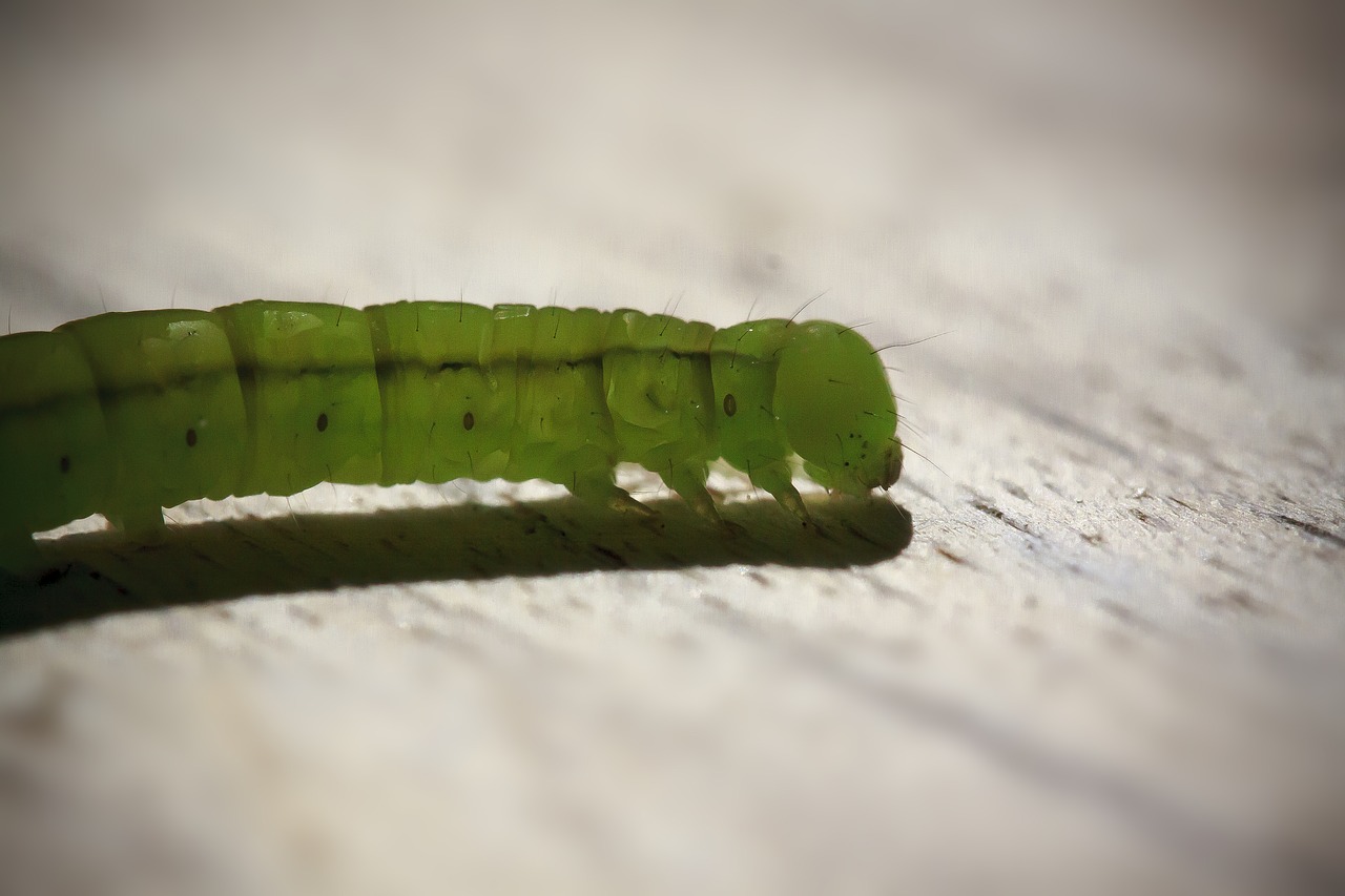 caterpillar  tensioner crawler  hairy free photo