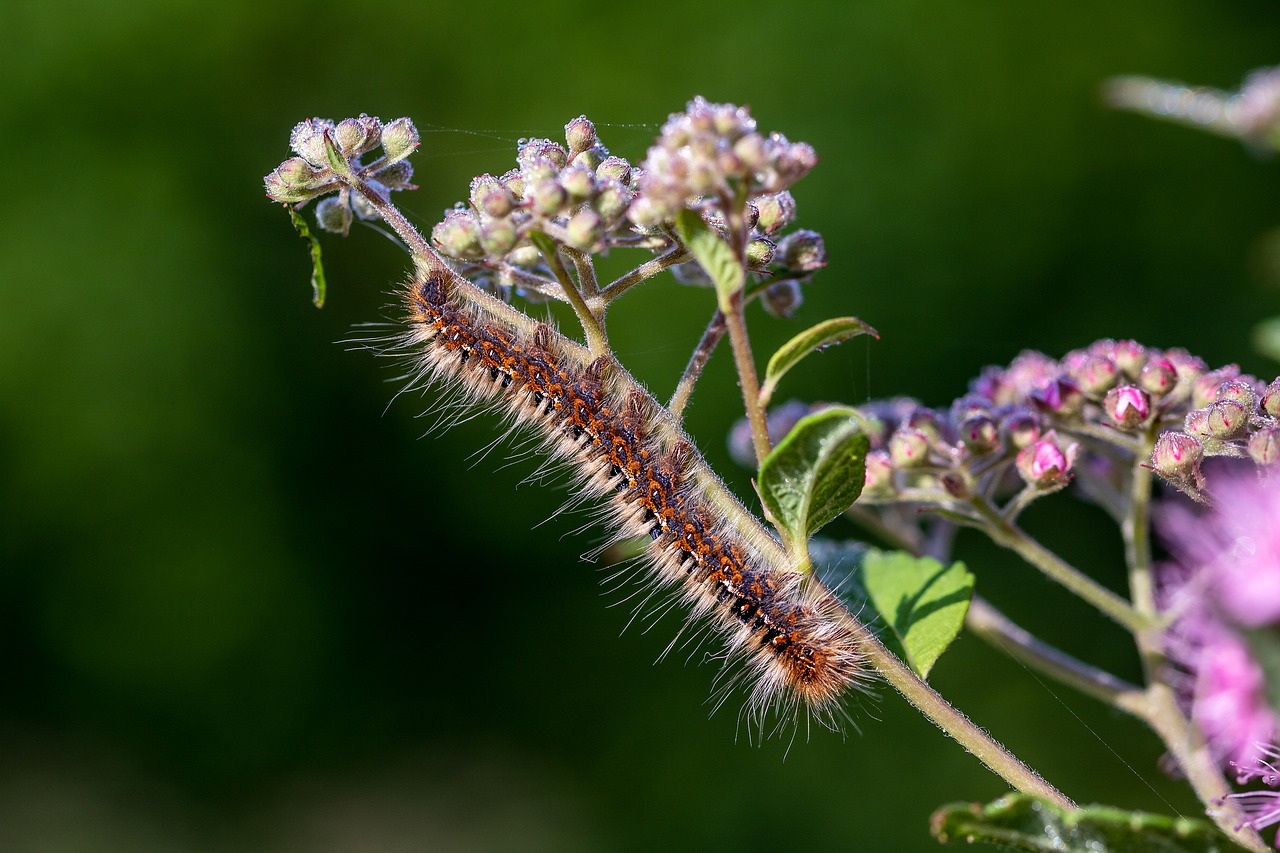 caterpillar  larva  insect free photo