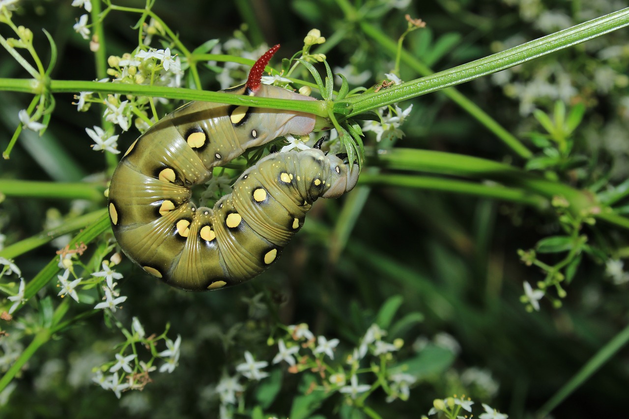 caterpillar  macro  nature free photo