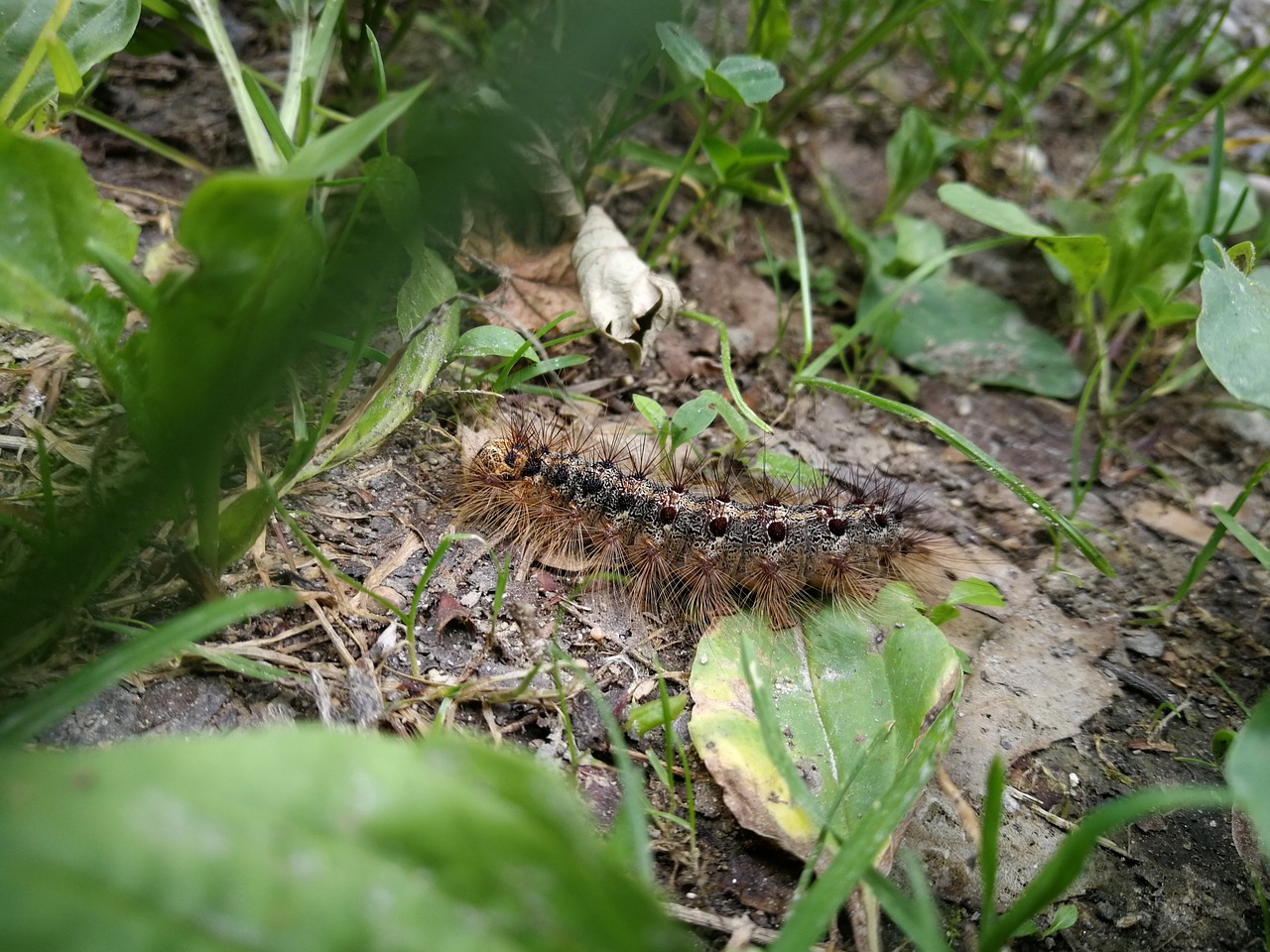 caterpillar  animal  insect free photo