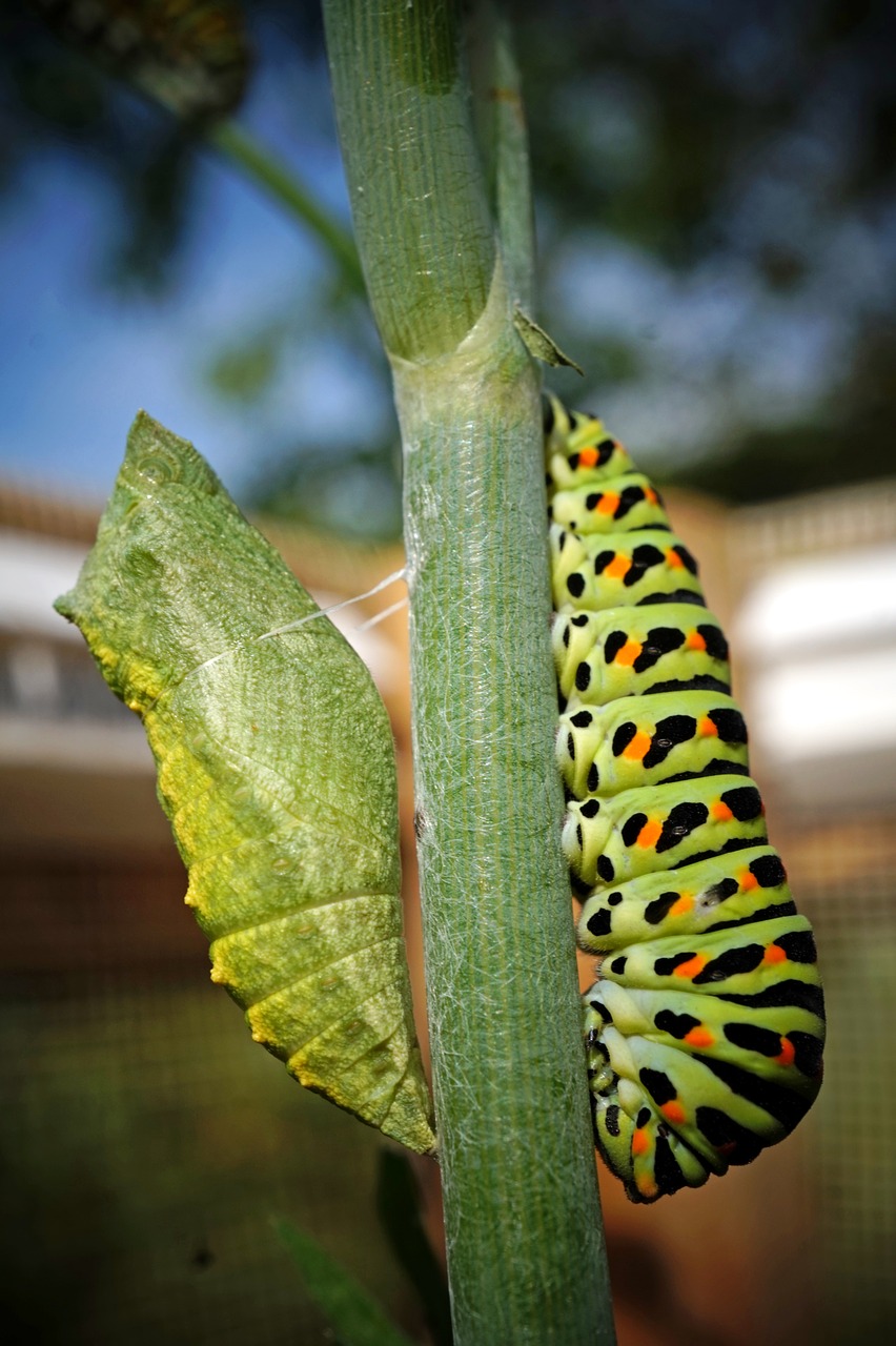 caterpillar  doll  insect free photo