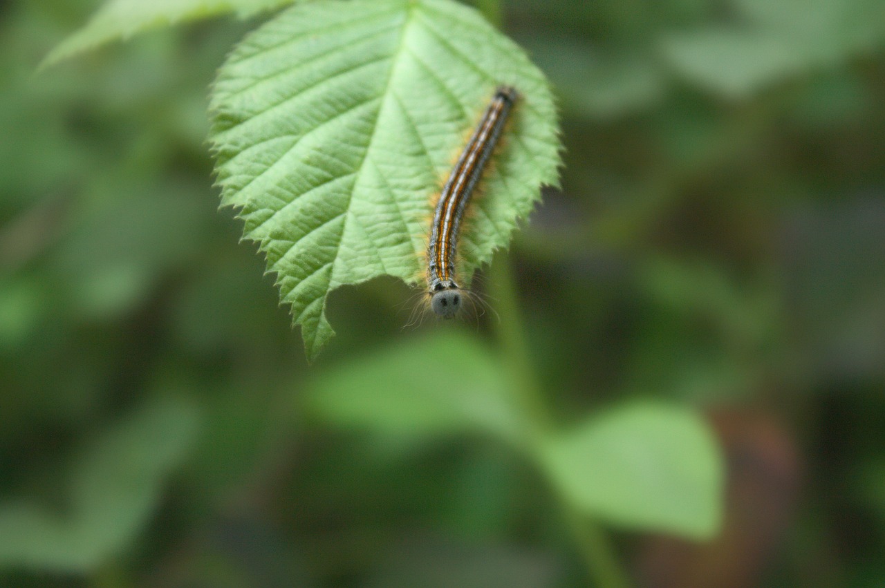 caterpillar  insect  spring free photo