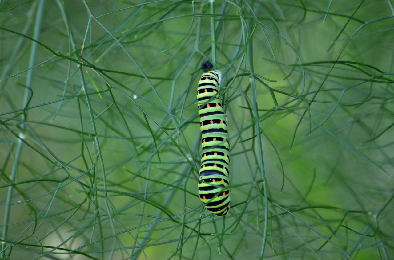 caterpillar  butterfly  fennel free photo
