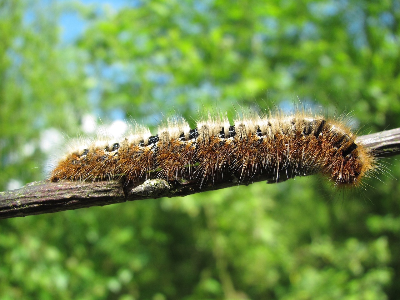 caterpillar  macro  close up free photo