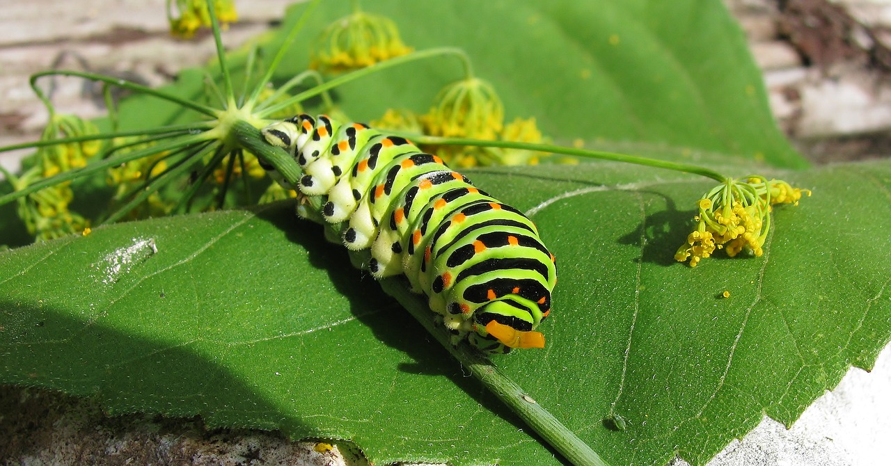 caterpillar  dovetail  nature free photo