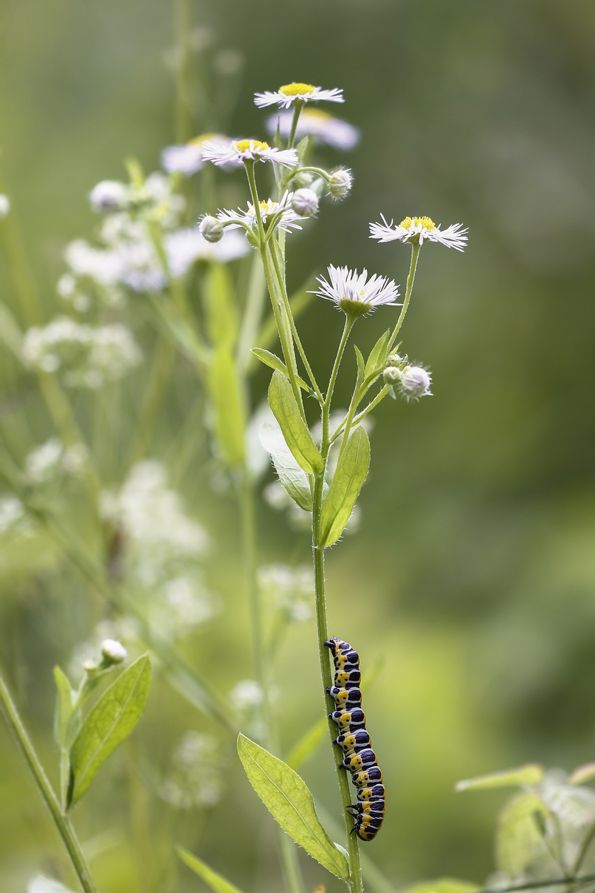 caterpillar  cos-monk  cucullia lactucae free photo