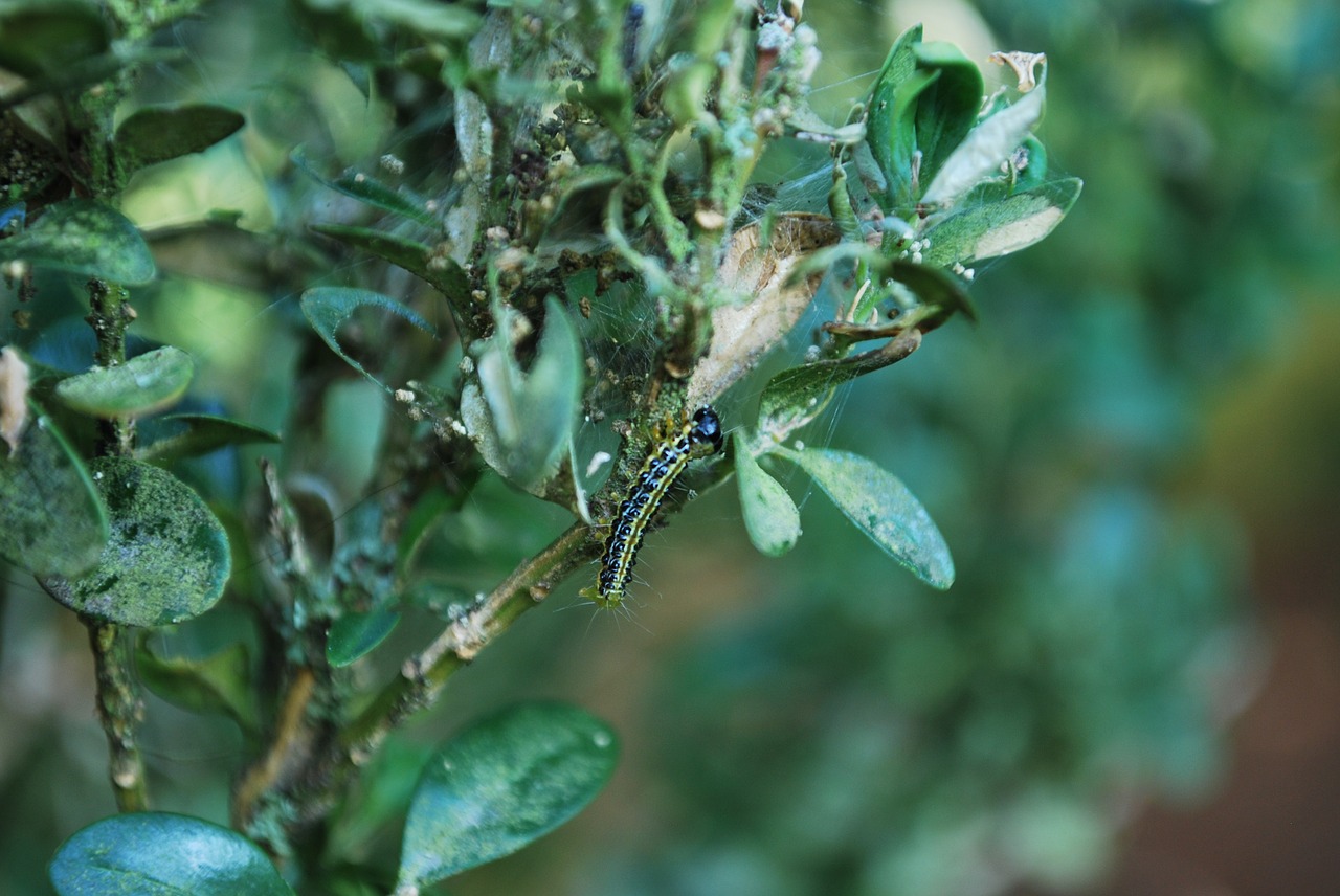 caterpillar  nature  insect free photo