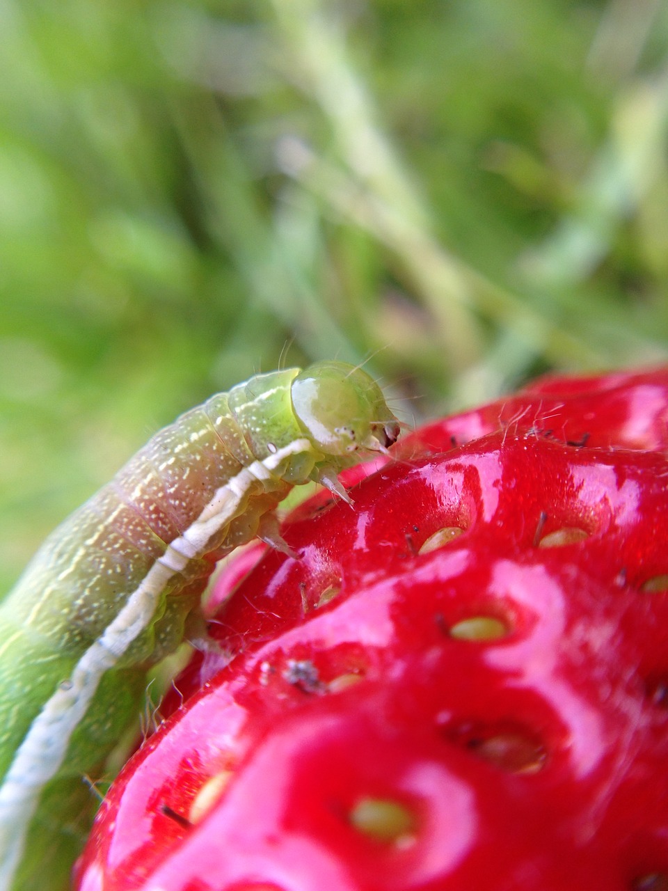 caterpillar  strawberry  eat free photo