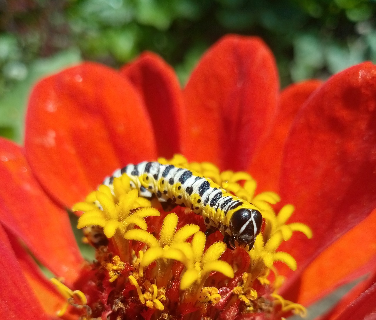 caterpillar  insect  flower free photo