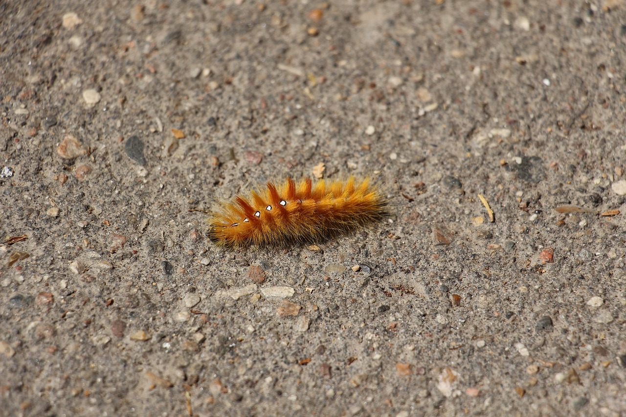 caterpillar  nature  insect free photo