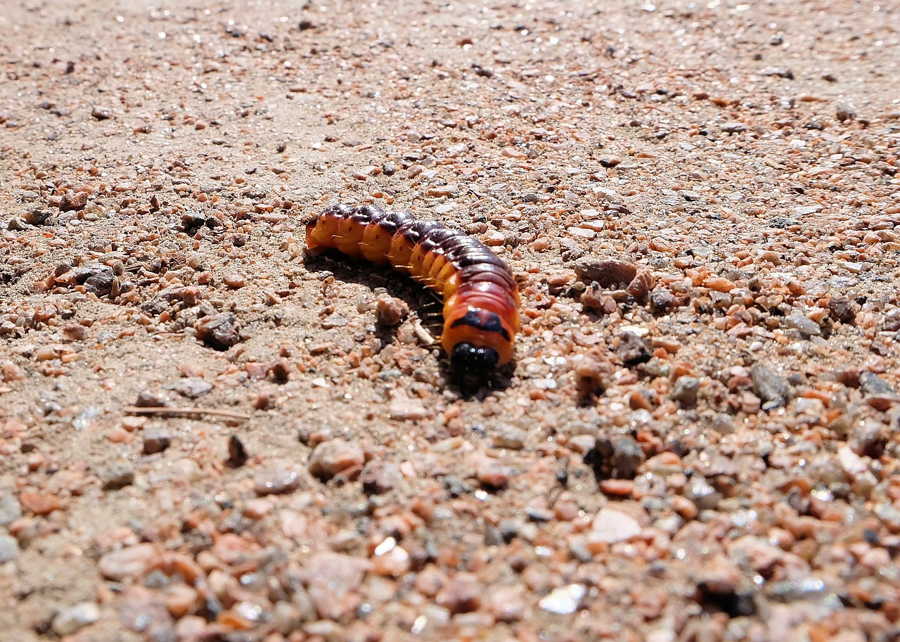 caterpillar  medvedka  insect free photo