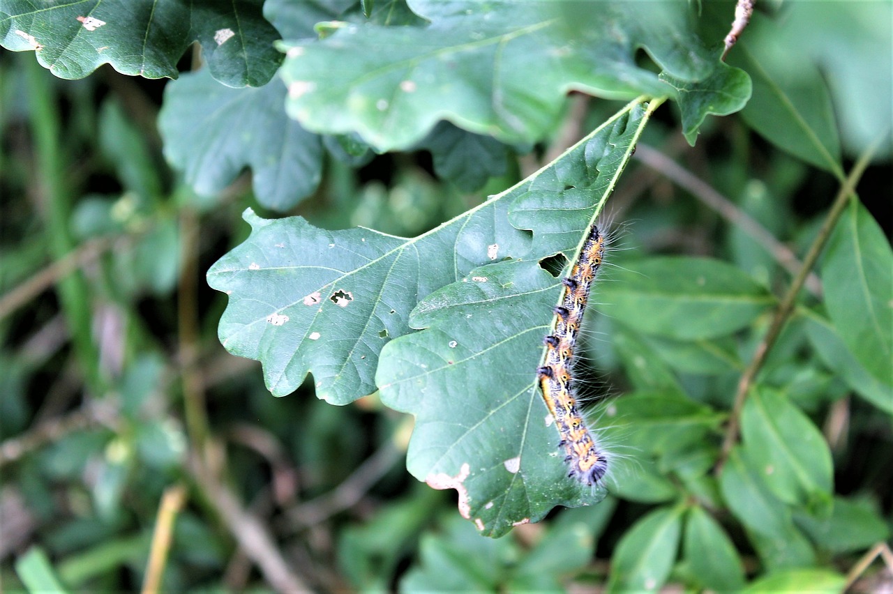 caterpillar  leaf  nature free photo