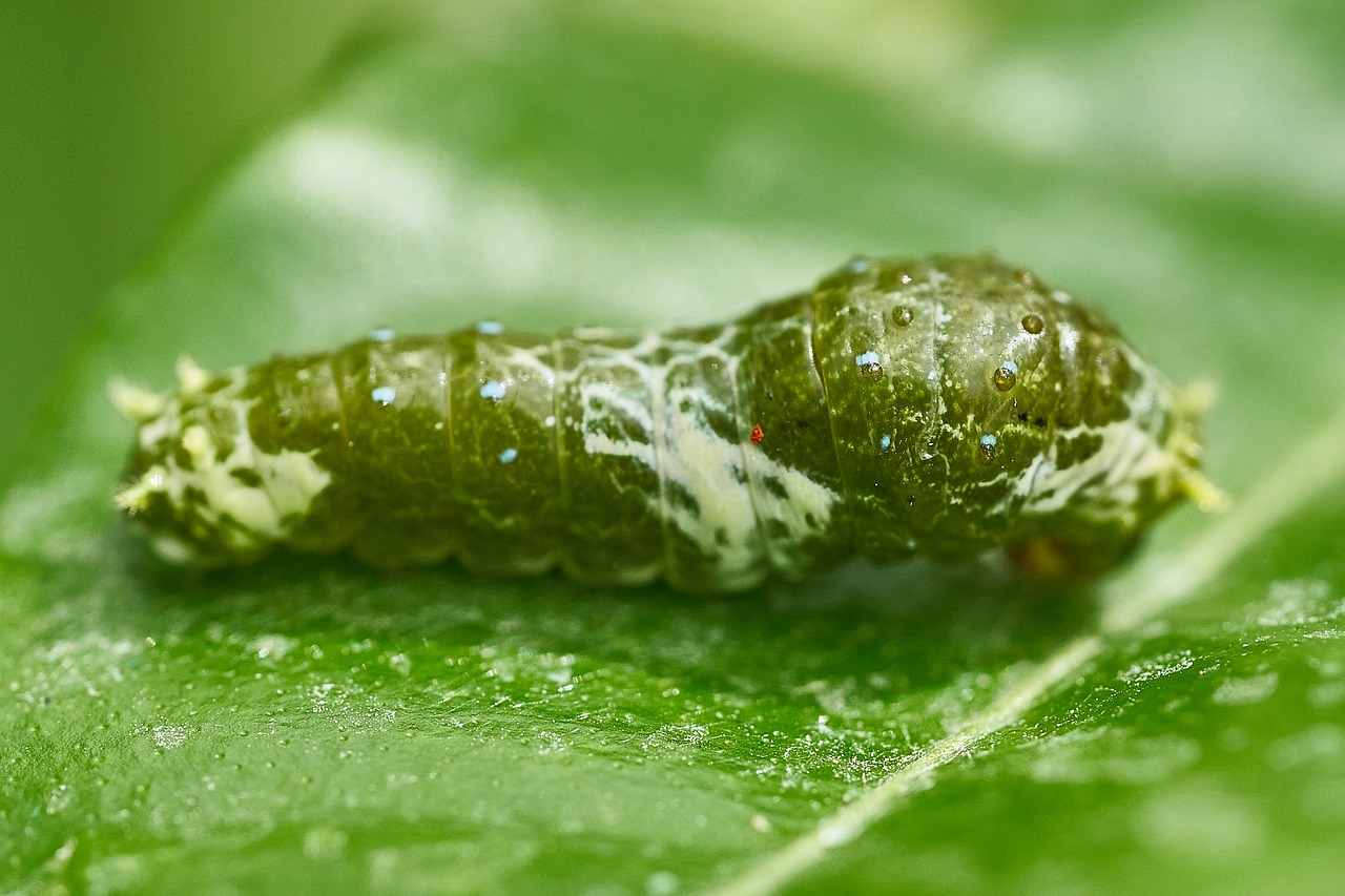 caterpillar  butterfly  leaf free photo