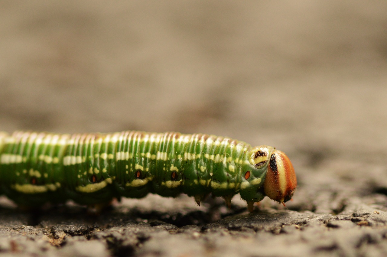 caterpillar  macro  insect free photo