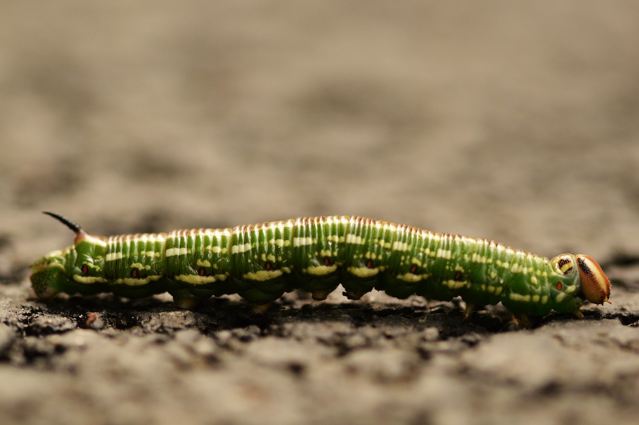 caterpillar  macro  insect free photo