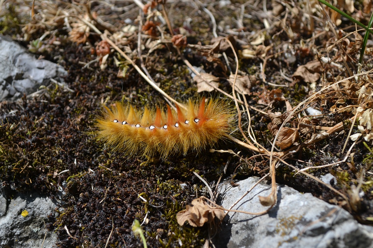 caterpillar  orange  insect free photo