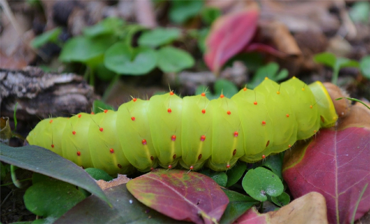 caterpillar  autumn  bugs free photo