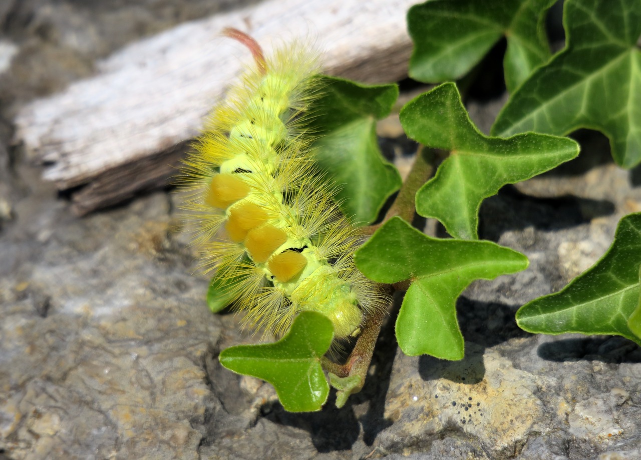 caterpillar  book track walk  calliteara pudibunda free photo