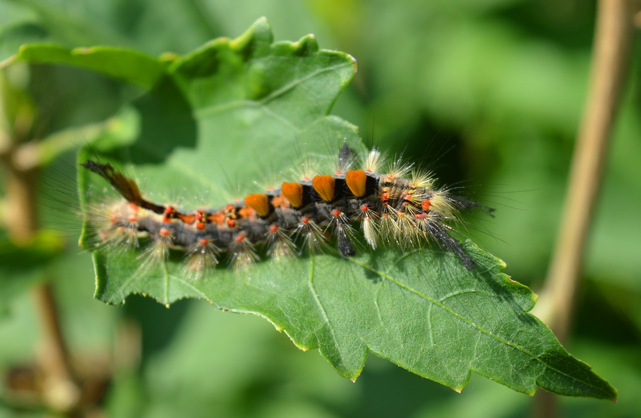 caterpillar  leaf  close up free photo