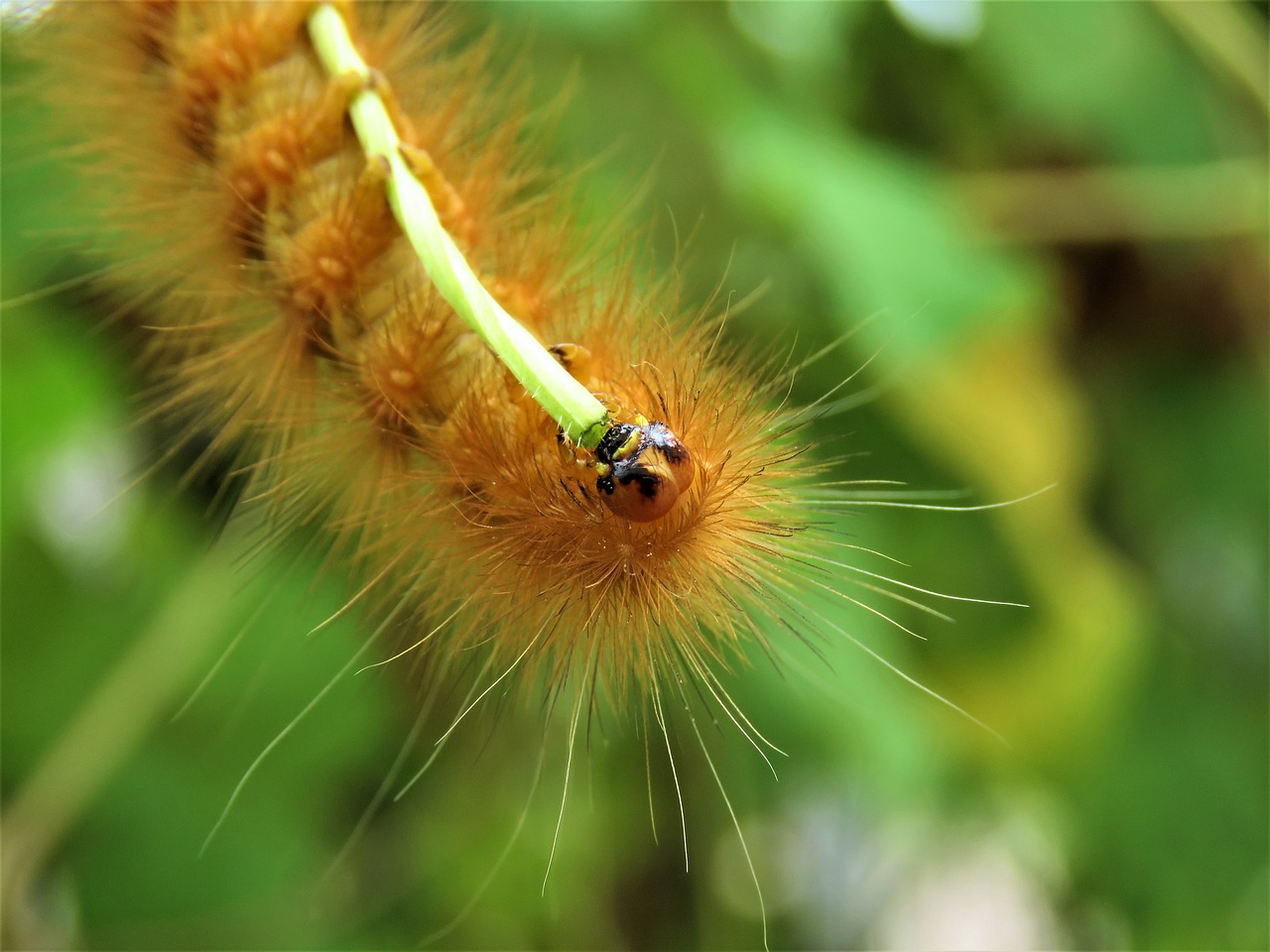 caterpillar  bug  insect free photo