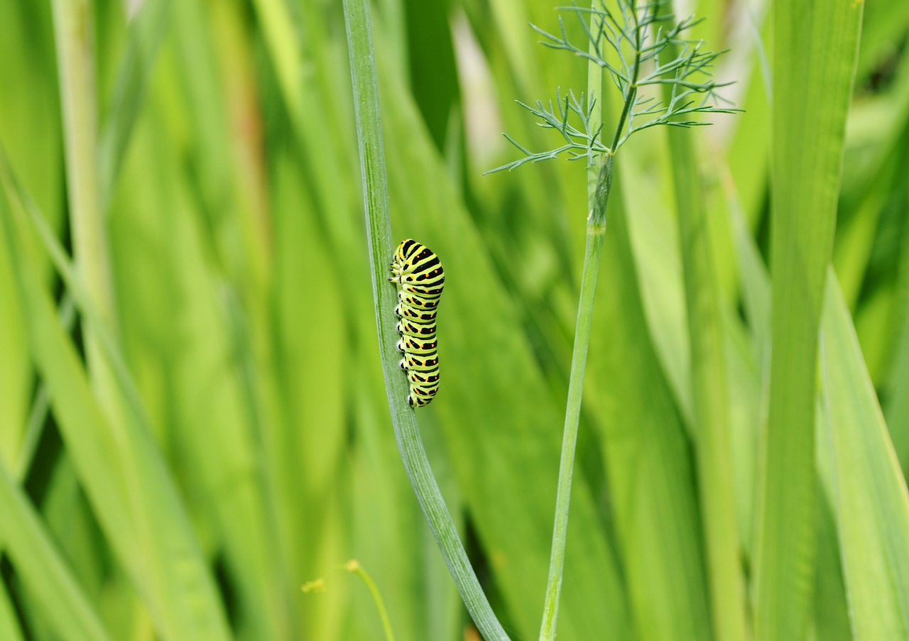 caterpillar  greens  insect free photo