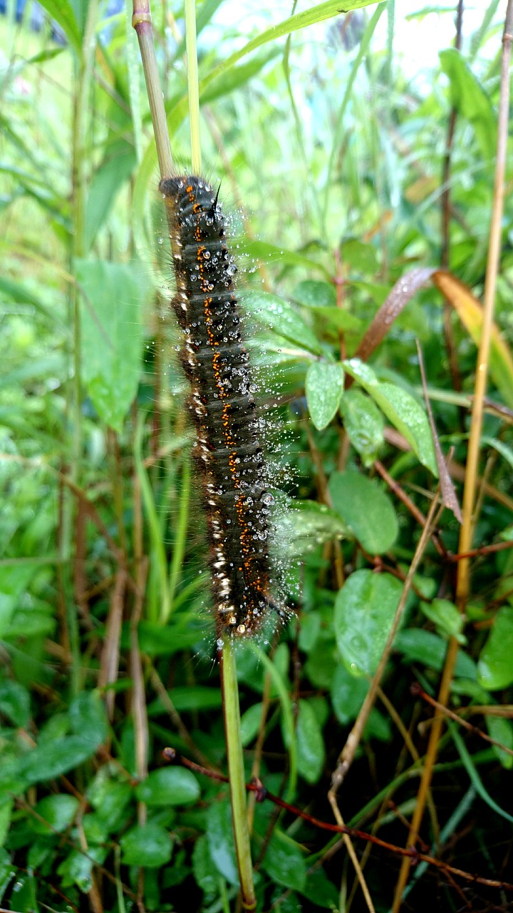 caterpillar  grass  summer free photo