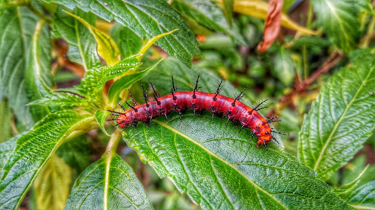 caterpillar  insect  worm free photo