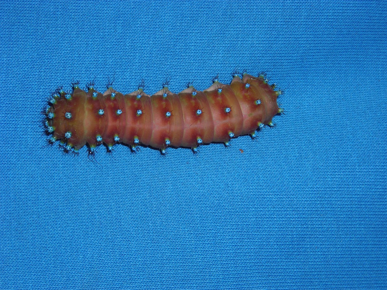 caterpillar blue animal free photo