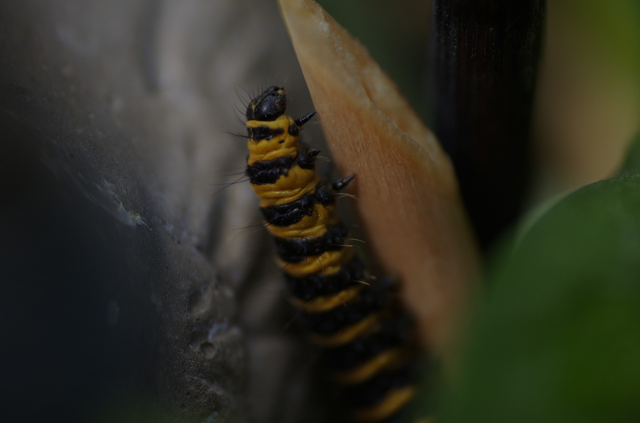 caterpillar  plant  nature free photo