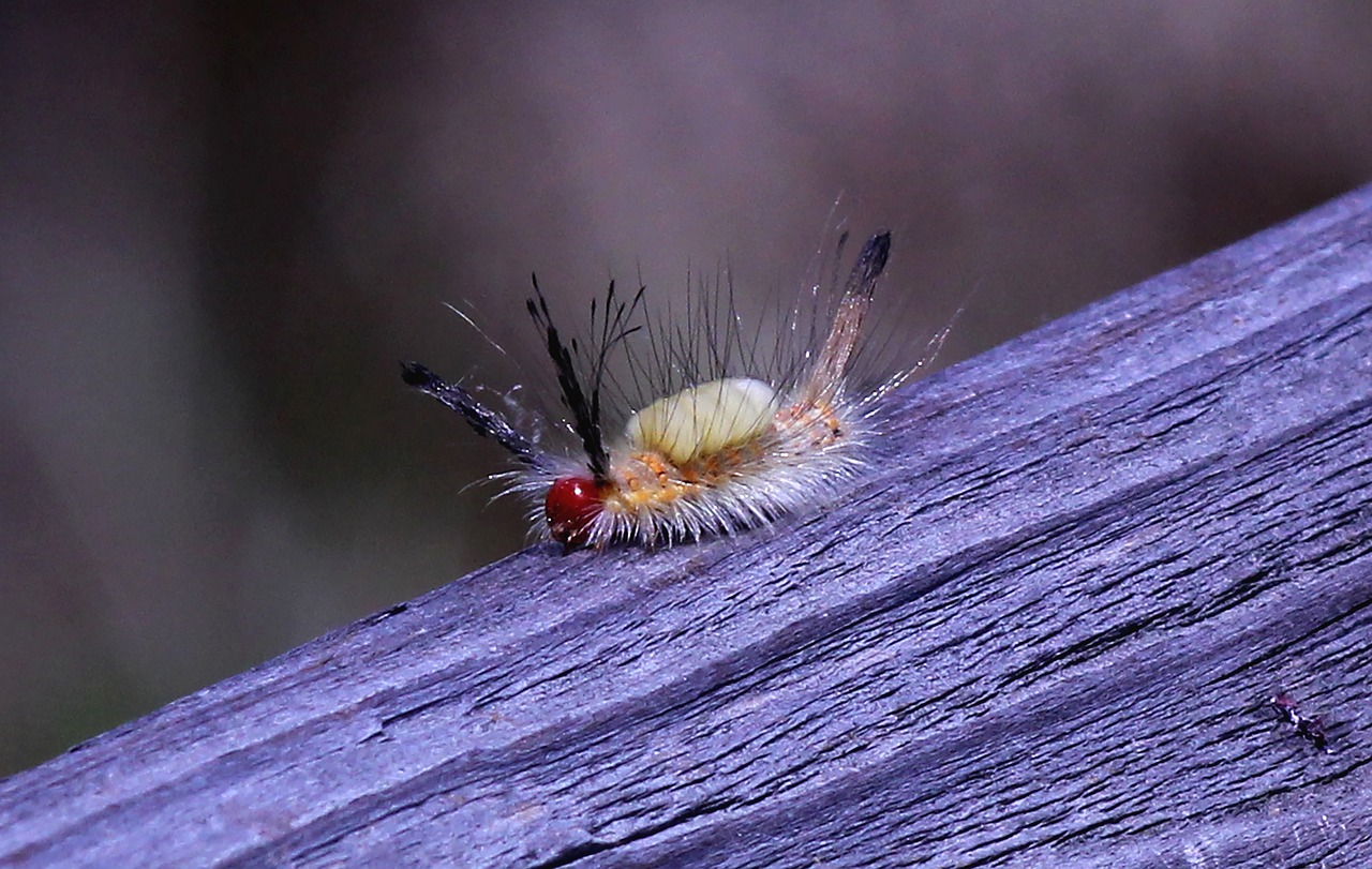 caterpillar  toxic  white-marked free photo