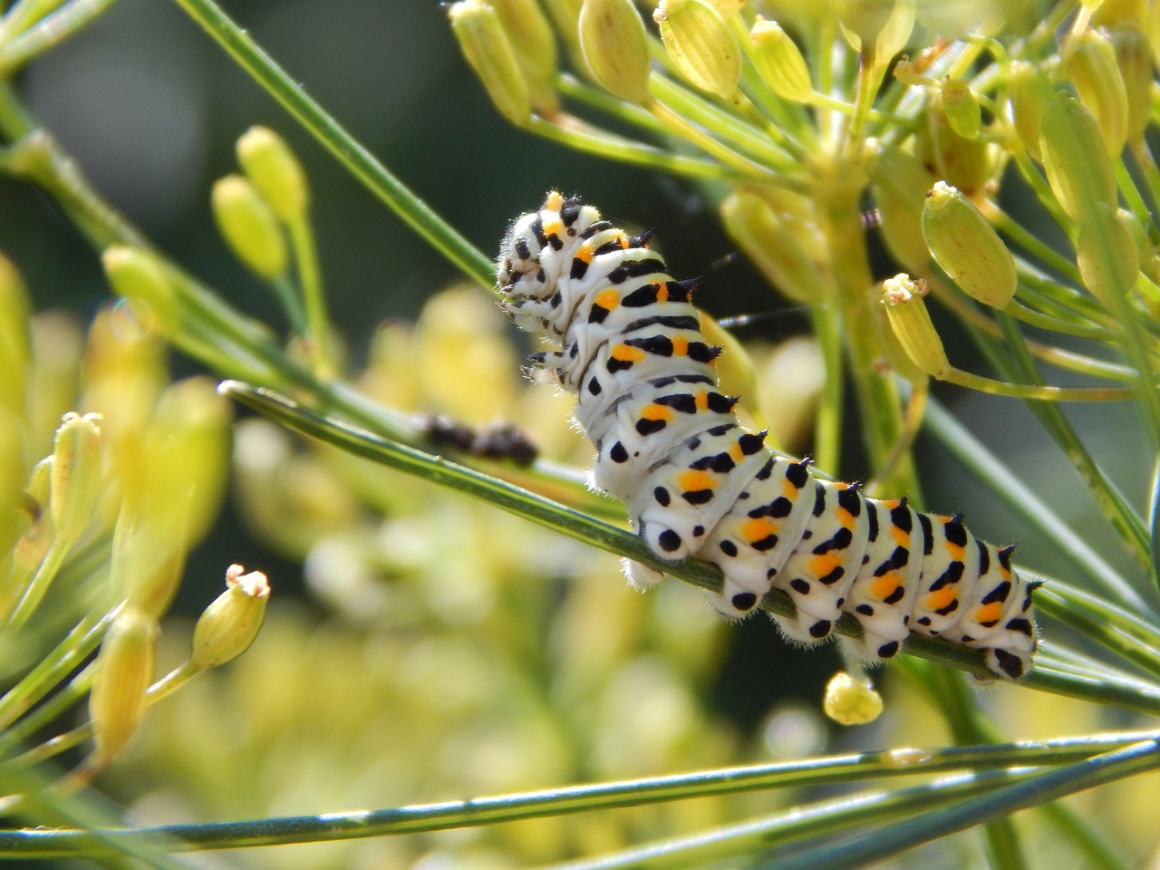 caterpillar  dovetail  garden free photo