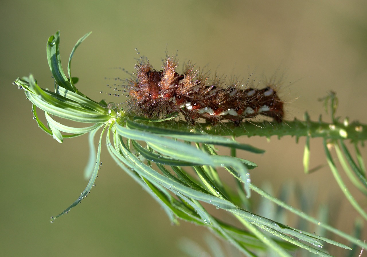caterpillar  wet  drops free photo