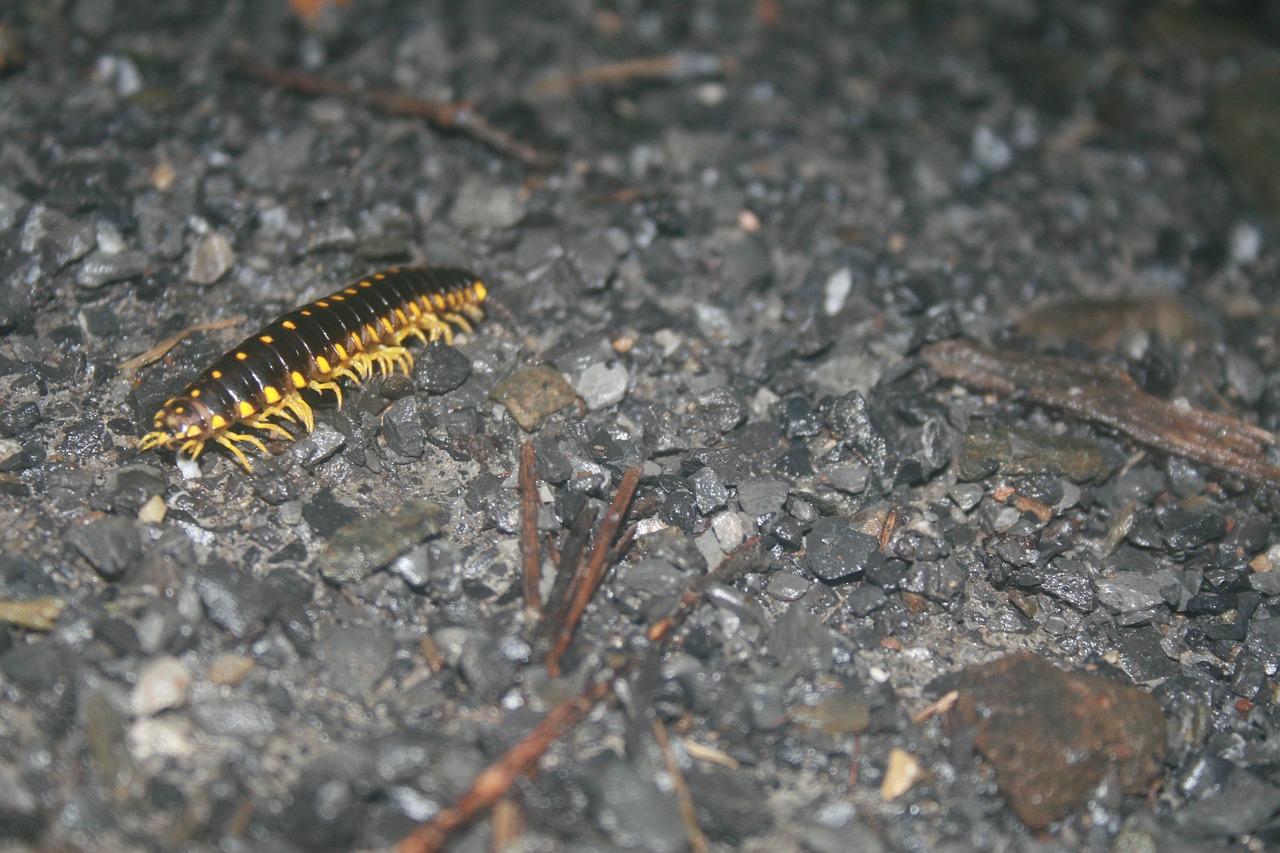 caterpillar insect gravel free photo