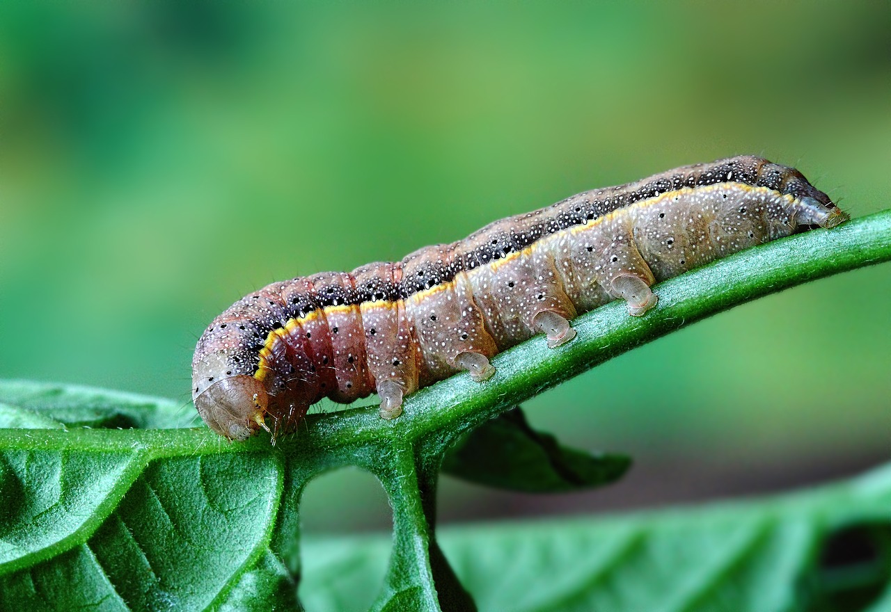 caterpillar  insect  larva free photo