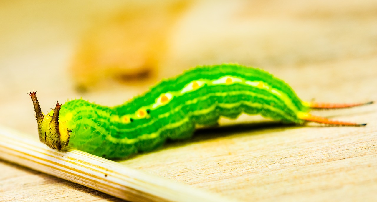 caterpillar green head free photo