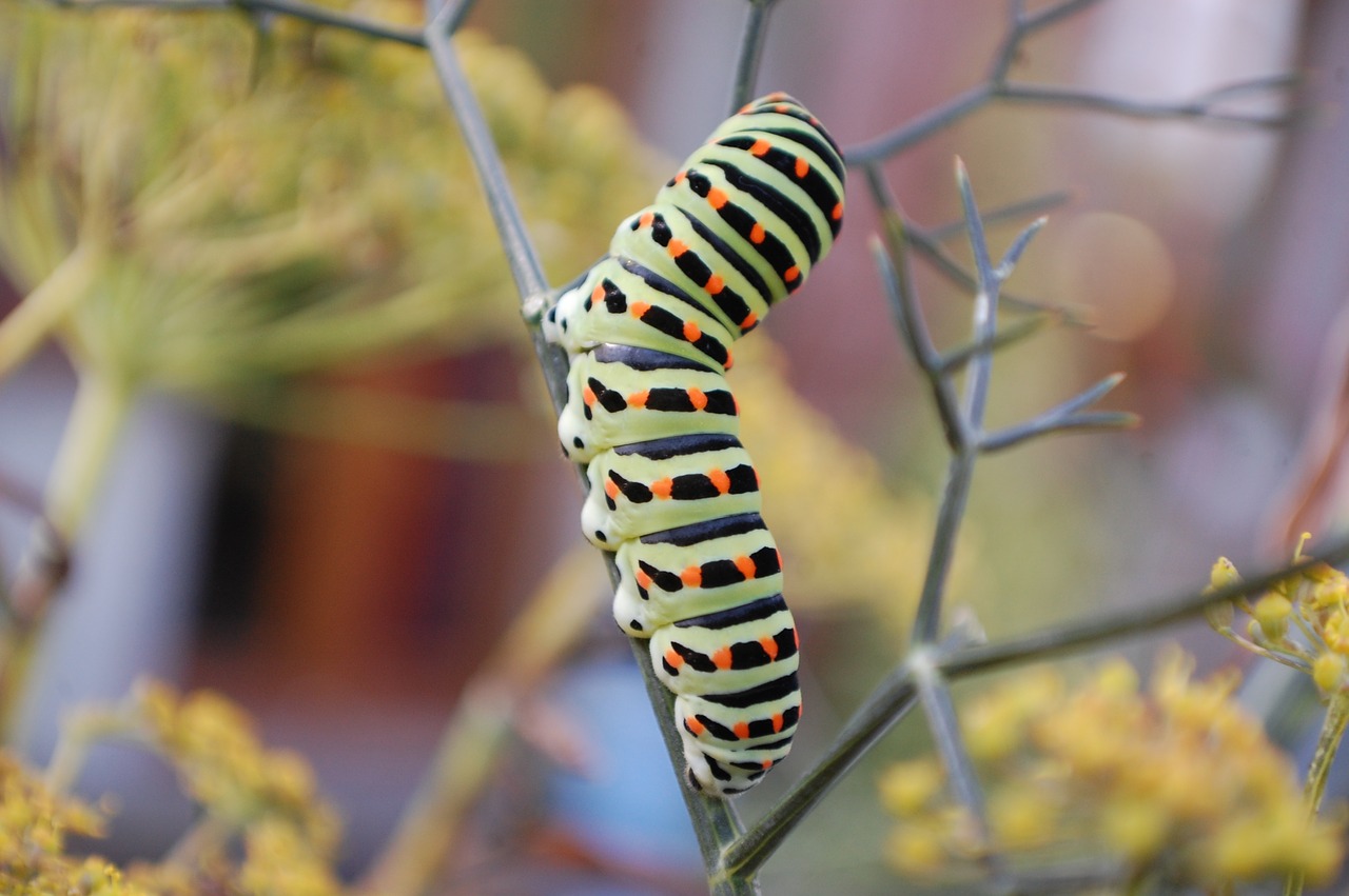 caterpillar  butterfly  garden free photo